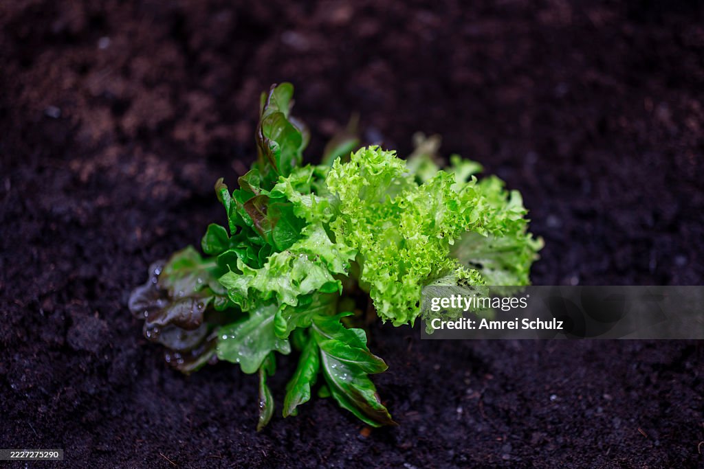 Green salad