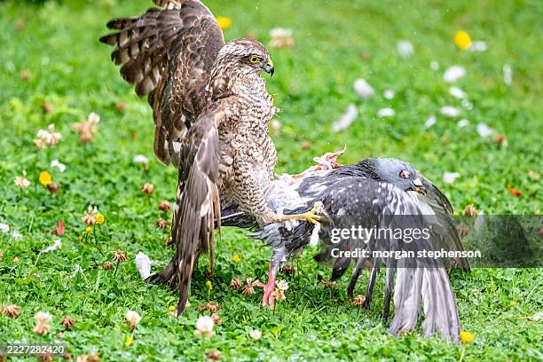female sparrowhawk catching a pigeon triumphant eurasian sparrowhawk, northern sparrowhawk, sperver, spar hawk, and spur hawk. - roofvogel stockfoto's en -beelden