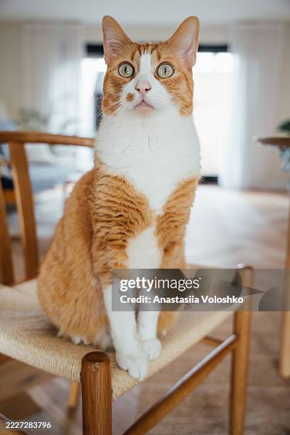 portrait of a graceful young red and white cat sitting on a chair - feline stock pictures, royalty-free photos & images