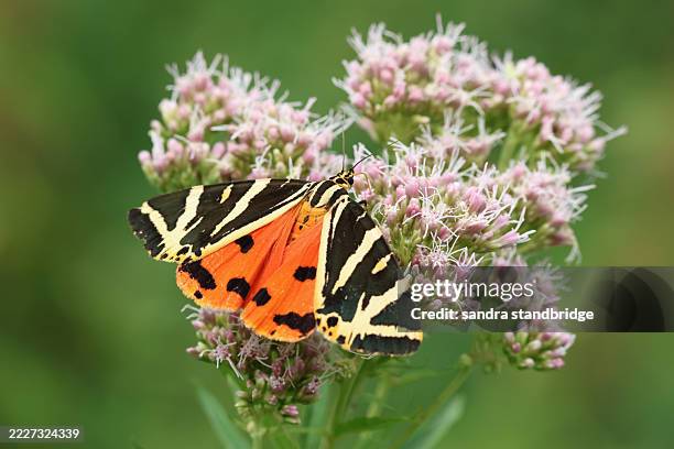 a pretty jersey tiger moth, euplagia quadripunctaria, nectaring on hemp-agrimony. - moth stock pictures, royalty-free photos & images