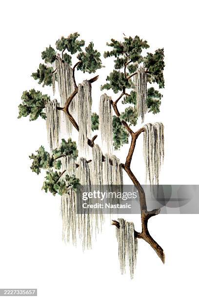 spanish moss (tillandsia usneoides) - formal garden stock illustrations