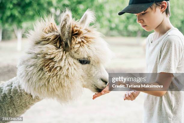a boy in a black cap gently feeds a fluffy alpaca from his hand in a green petting zoo, highlighting interaction between animals and children. - llama stock pictures, royalty-free photos & images