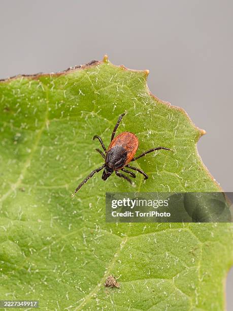 close-up the castor bean tick on green leaf. ixodes ricinus - tique à pattes noires photos et images de collection