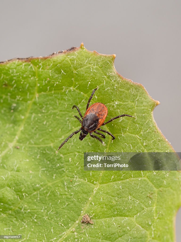 Close-up the castor bean tick on green leaf. Ixodes ricinus