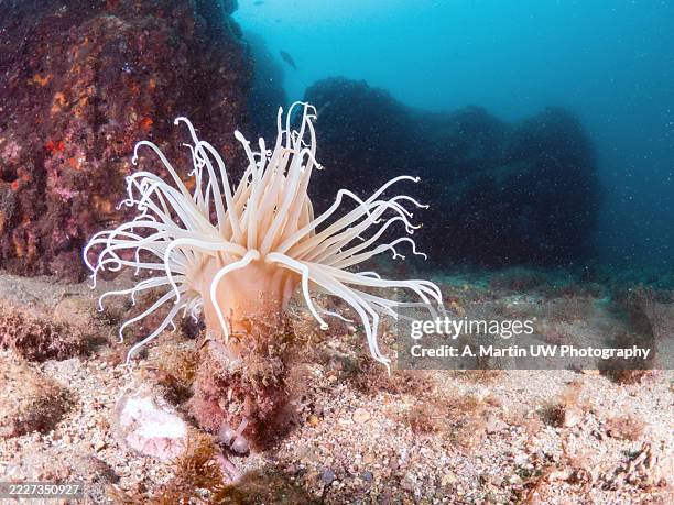 tube-dwelling anemone showing its long white tentacles underwater - anemona fotografías e imágenes de stock