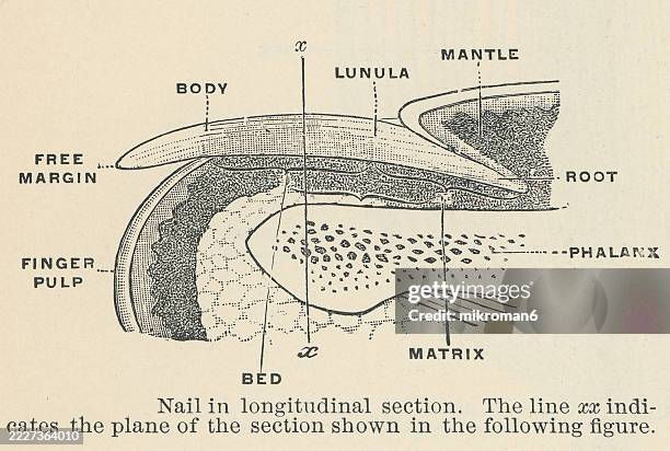 old engraved illustration of a nail, a protective plate characteristically found at the tip of the digits (fingers and toes) of almost all primates (exception marmosets), corresponding to the claws in other tetrapod animals - nervous tissue stock pictures, royalty-free photos & images