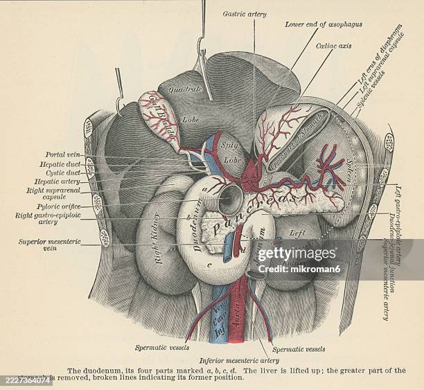12,448 Human Digestive System Anatomy Stock Photos, High-Res Pictures ...