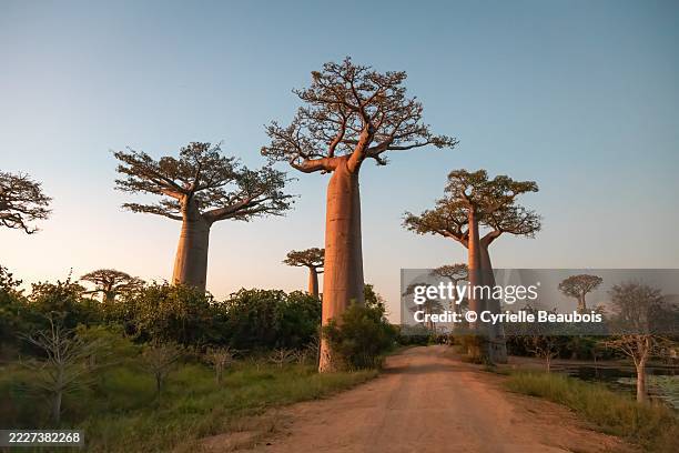 avenue of the baobabs – madagascar’s natural monument - madagaskar stock-fotos und bilder