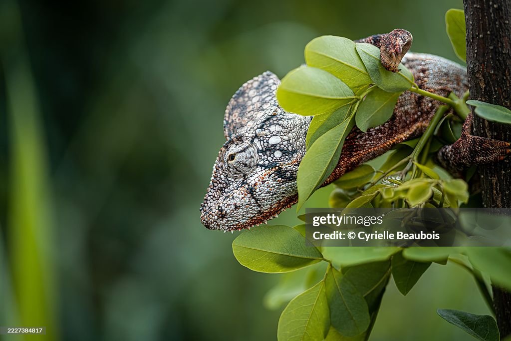 Oustalet’s Chameleon in the Wild – Andasibe, Madagascar