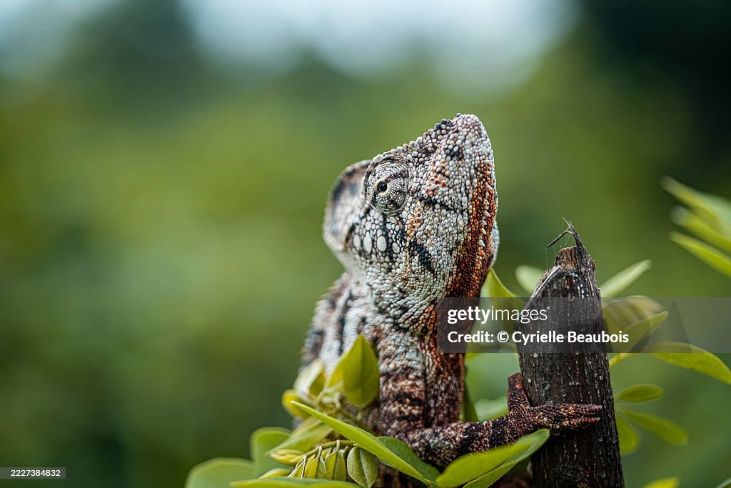 Oustalet’s Chameleon in the Wild – Andasibe, Madagascar