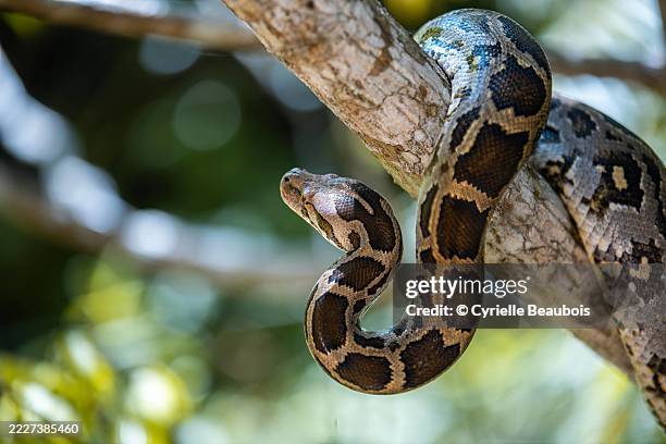 up close with a sri lankan boa in the wild - schlangenleder stock-fotos und bilder