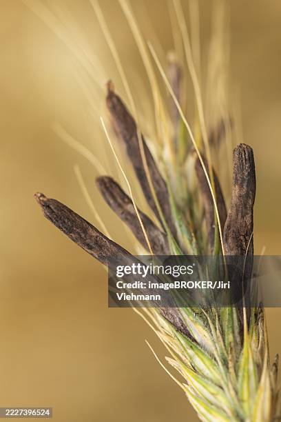 Ergot Color 80 Ergot Stock Photos, High-Res Pictures, and Images - Getty Images