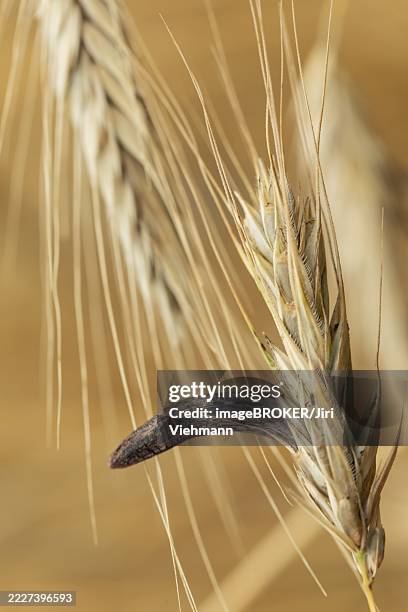 Ergot Color 80 Ergot Stock Photos, High-Res Pictures, and Images - Getty Images