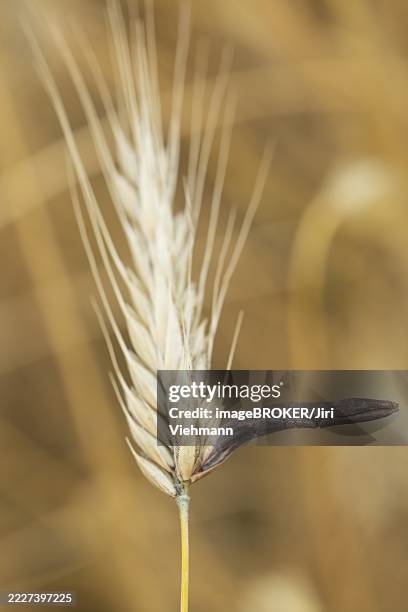 Ergot Color 80 Ergot Stock Photos, High-Res Pictures, and Images - Getty Images