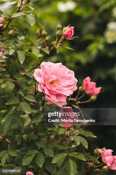 pink roses blooming in garden - damask rose stock pictures, royalty-free photos & images