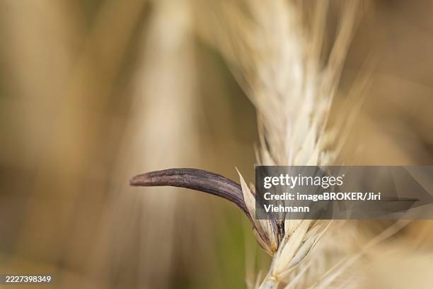 Ergot Color 80 Ergot Stock Photos, High-Res Pictures, and Images - Getty Images