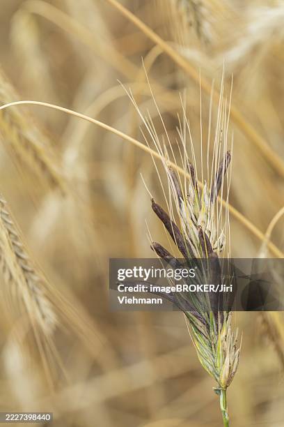 Ergot Color 80 Ergot Stock Photos, High-Res Pictures, and Images - Getty Images