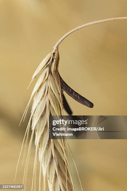 Ergot Color 80 Ergot Stock Photos, High-Res Pictures, and Images - Getty Images