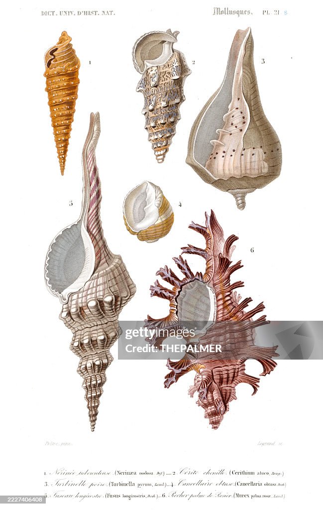 Knobbed Nerinea, Spiny Cerith, Pear Turban, Nutmeg Shell, Spindle Shell, Rosy Murex – Engraving 1849