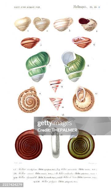 Snail Shell Drawing Section 939 Snail Drawings Stock Photos, High-Res Pictures, and Images - Getty ...