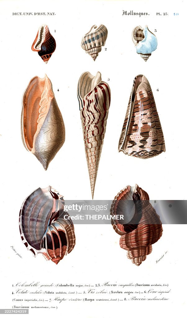 Exotic Marine Shells – Engraving 1849