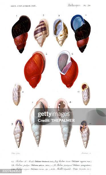 Pupaeform Shell Tropical Bulimus And Pupa Shells Engraving 1849 High-Res Vector Graphic ...