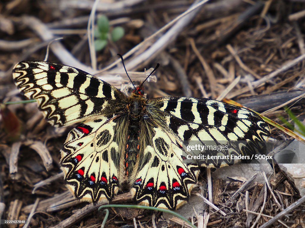 Close-up of butterfly,Paklenica,Croatia