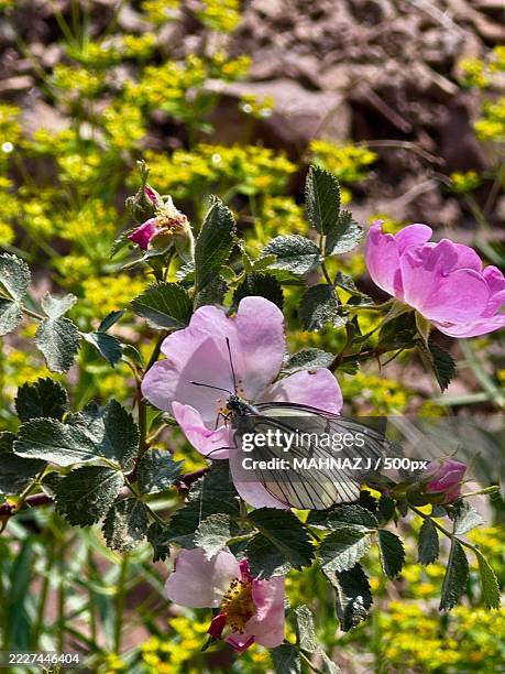 close-up of butterfly pollinating on flower,tehran,iran - groot geaderd witje stockfoto's en -beelden