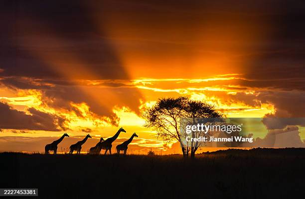 girafes et acacia se profilant dans un ciel spectaculaire, tanzanie - tanzanie photos et images de collection