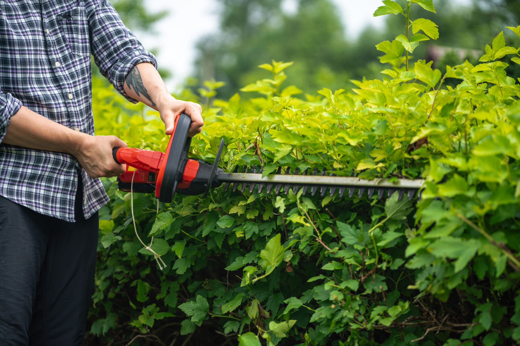 tree service