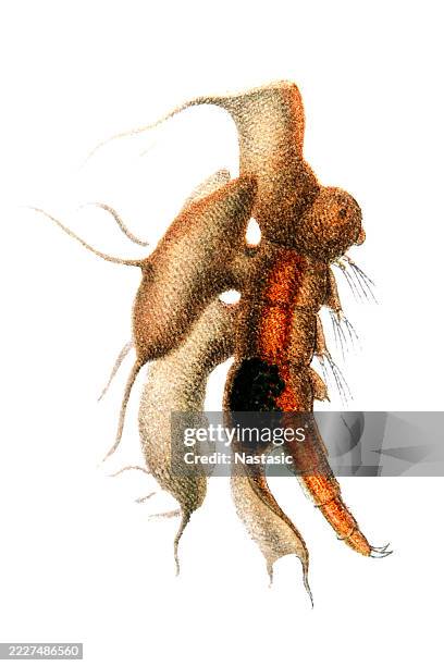 Otropode Shell Insect 49 Torpedo Shell Stock Photos, High-Res Pictures, and Images - Getty Images