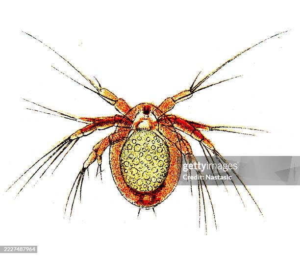 Otropode Shell Insect 49 Torpedo Shell Stock Photos, High-Res Pictures, and Images - Getty Images