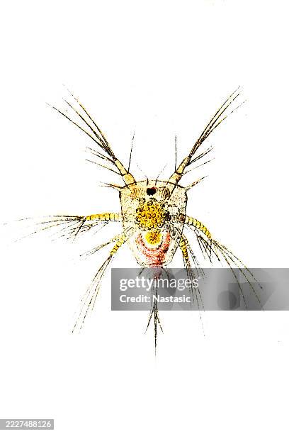 Otropode Shell Insect 49 Torpedo Shell Stock Photos, High-Res Pictures, and Images - Getty Images