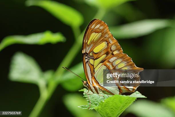 a malachite butterfly, siproeta stelenes, resting on a leaf. - malachite stock pictures, royalty-free photos & images