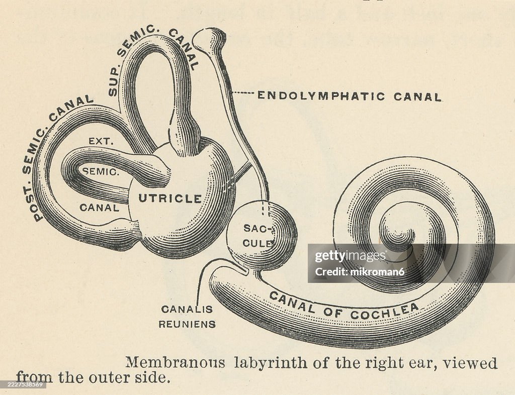 Old engraved illustration of the membranous labyrinth, a system of interconnected sacs and ducts filled with endolymph, located within the bony labyrinth of the inner ear