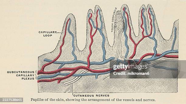old engraved illustration of vertical section of the skin - connective tissue stock pictures, royalty-free photos & images