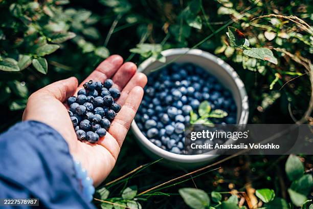 picking wild blueberries in a forest - antioxidant stock pictures, royalty-free photos & images