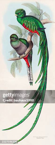 resplendent trogon by john gould. antique american engraving, bird: natural history, (1835-1838) - resplendent quetzal stock illustrations