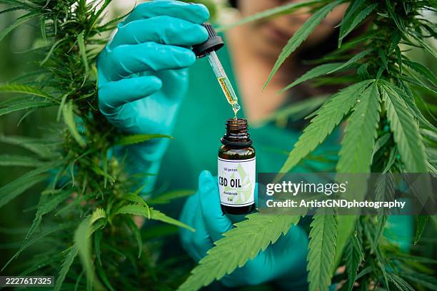 cbd oil ,medical marijuana.alternative medicine concept. - cannabidiol stock pictures, royalty-free photos & images