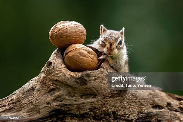 chipmunk - squirrel stock pictures, royalty-free photos & images