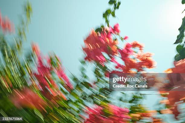 abstract movement of colorful flowers against blue sky - image focus technique stock pictures, royalty-free photos & images