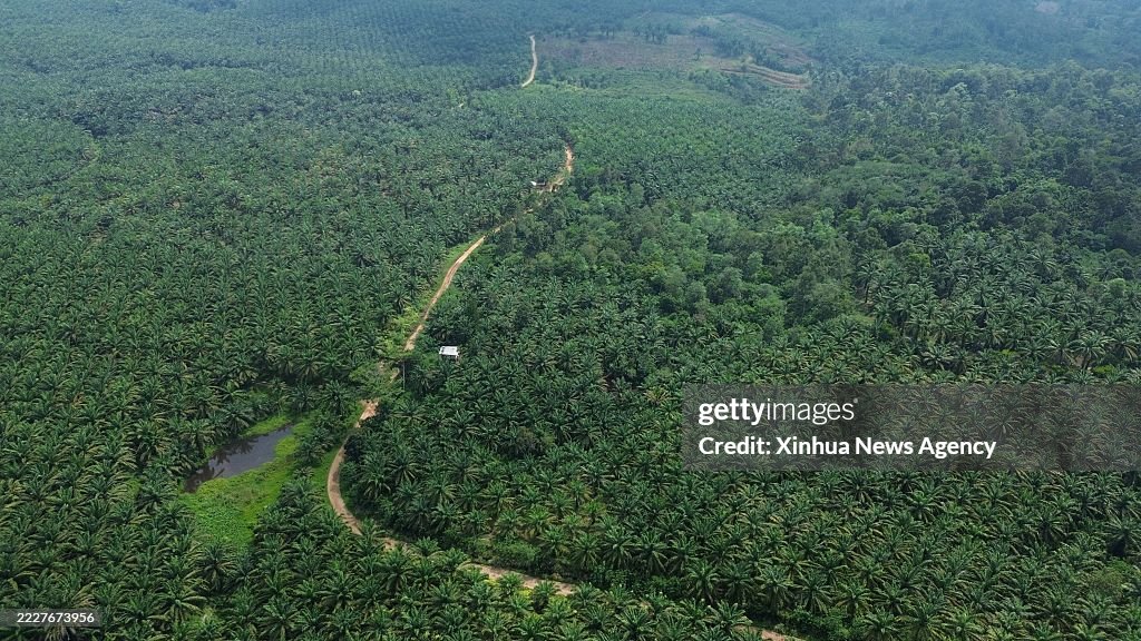INDONESIA-ACEH UTARA-PALM OIL