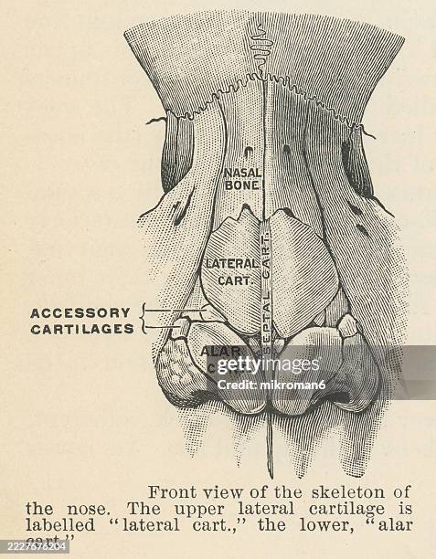 old engraved illustration of front view of the skeleton of the nose - human nose stock pictures, royalty-free photos & images