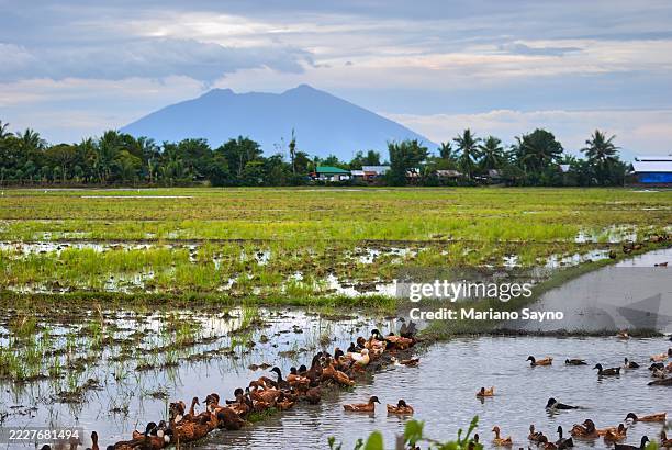 Ducks Clean Rice Paddy 141 Rice Duck Farm Stock Photos, High-Res Pictures, and Images - Getty ...
