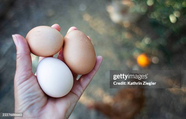 woman collecting fresh eggs from chicken coop - self sufficiency stock pictures, royalty-free photos & images