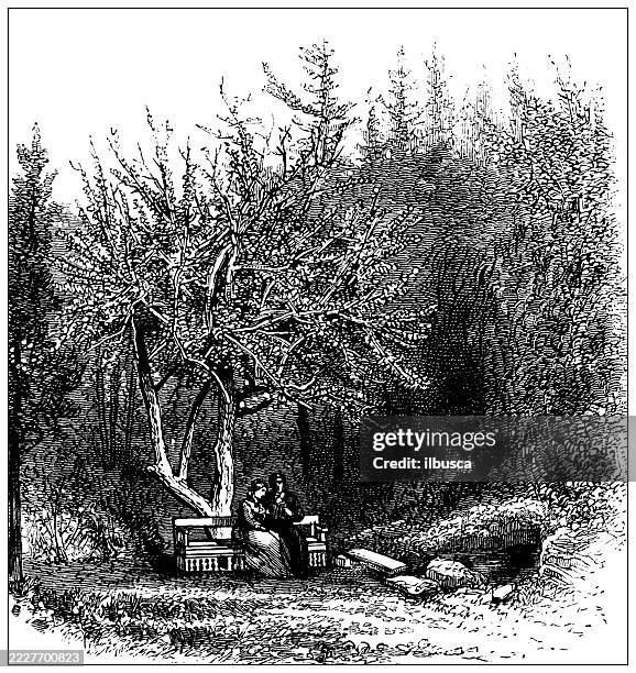 bermuda, moore's calabash tree - bermuda stock illustrations