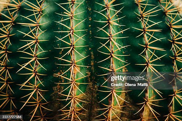 close-up of a green cactus with intricate sharp spines pattern - clorofila fotografías e imágenes de stock