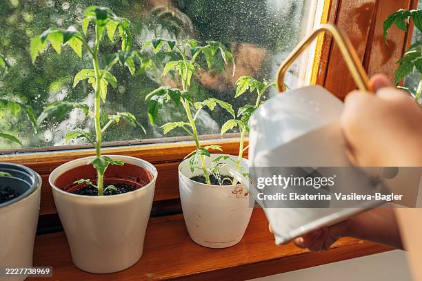 child is watering small tomato plants growing on windowsill - tomato seedling stock pictures, royalty-free photos & images