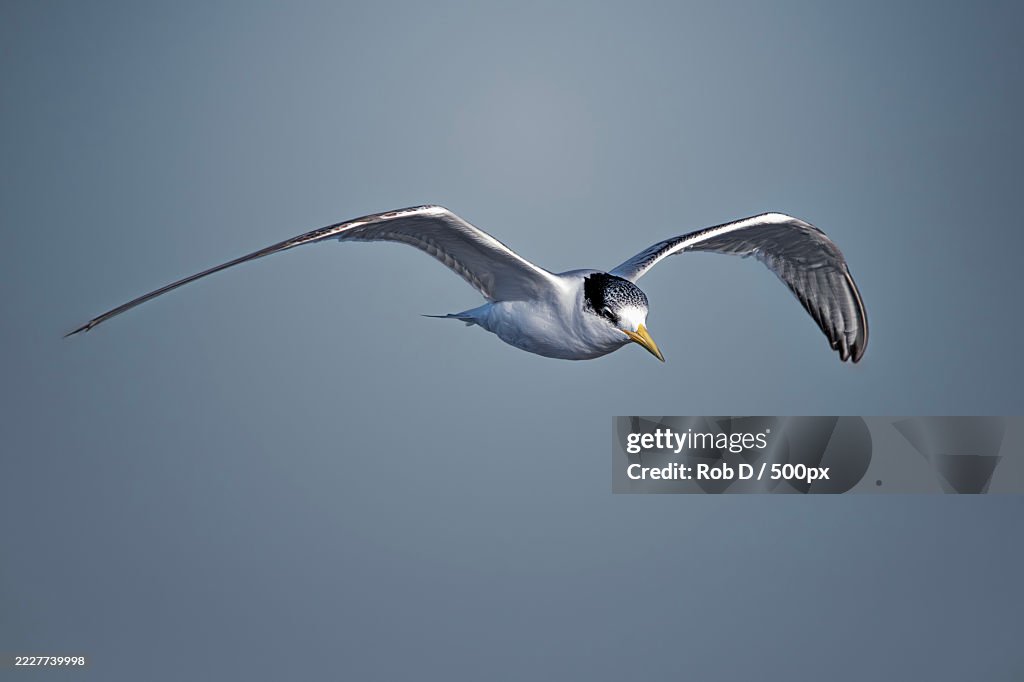 Low angle view of sea water northern gannet flying against clear sky,Australia
