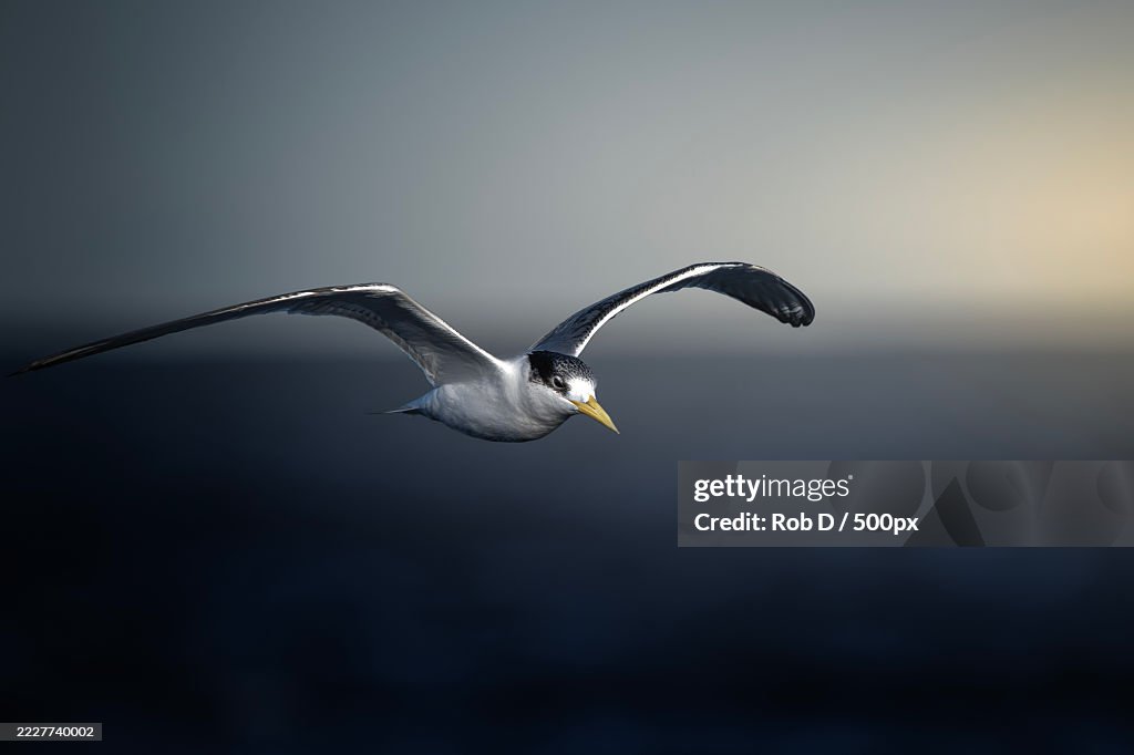 Close-up of seagull flying against sky,Australia